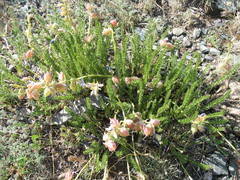 Oxytropis trichophysa