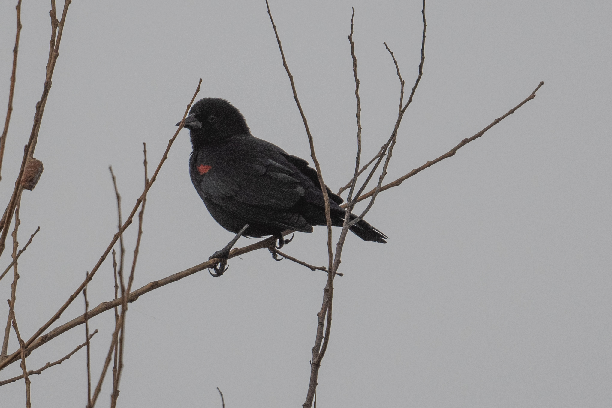 Agelaius phoeniceus (Linnaeus, 1766)