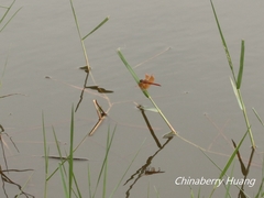 Brachythemis contaminata