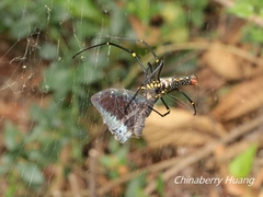Nephila pilipes