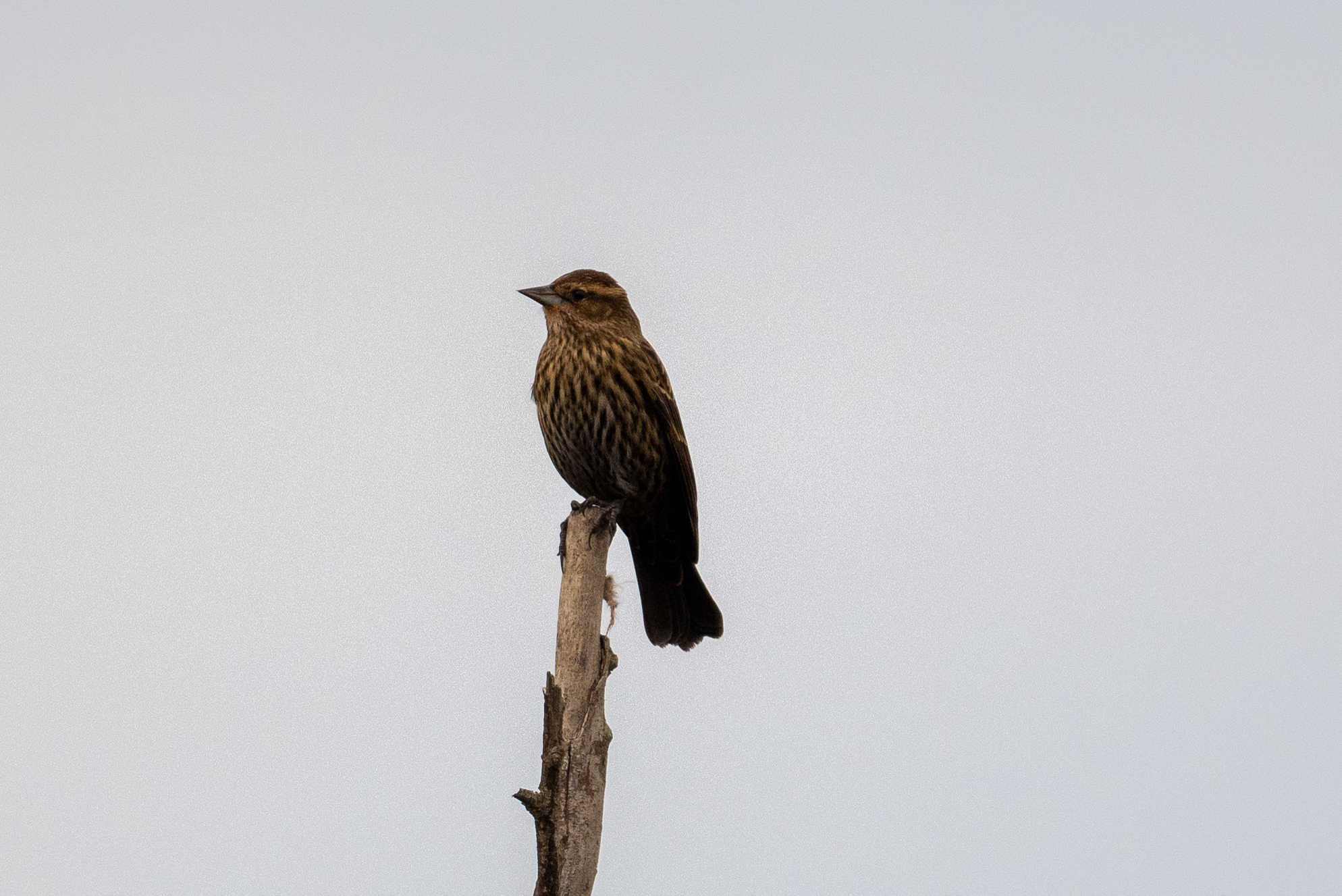Agelaius phoeniceus (Linnaeus, 1766)
