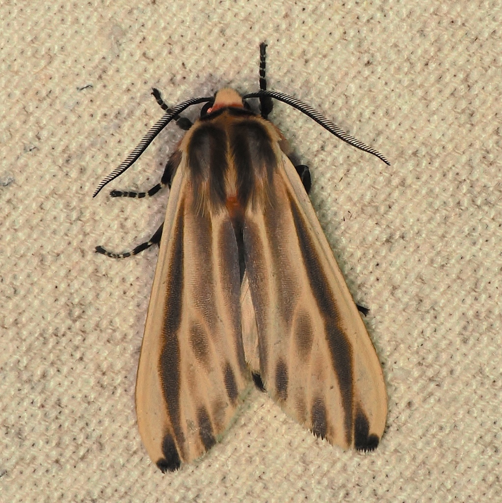 Aemilia mincosa