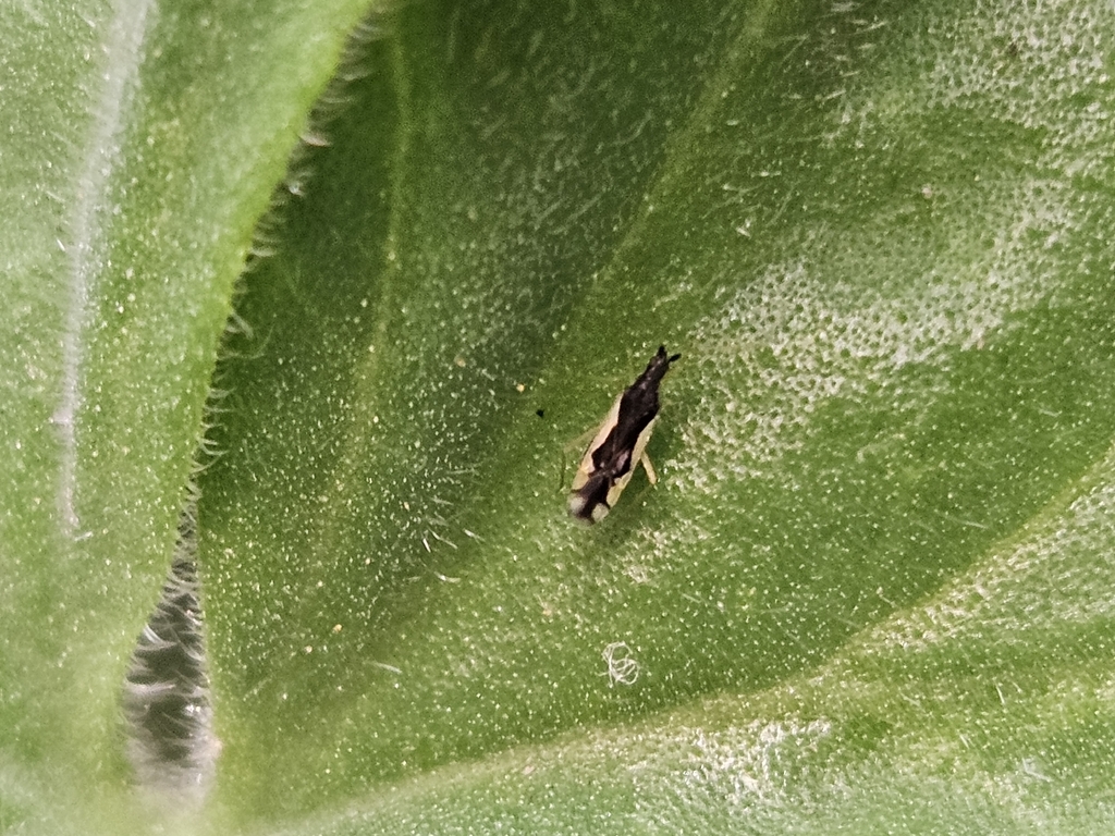 Macrolophus lopezi