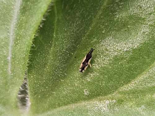Macrolophus lopezi