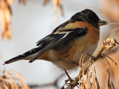 Fringilla montifringilla