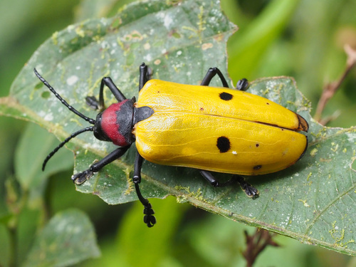 Alurnus orbignyi