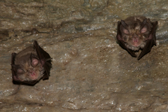 Rhinolophus euryale