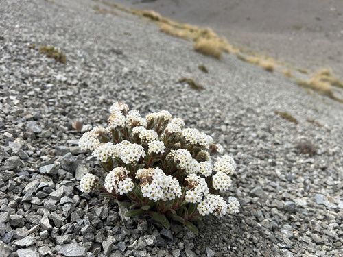 Myosotis traversii, 2025-12-22