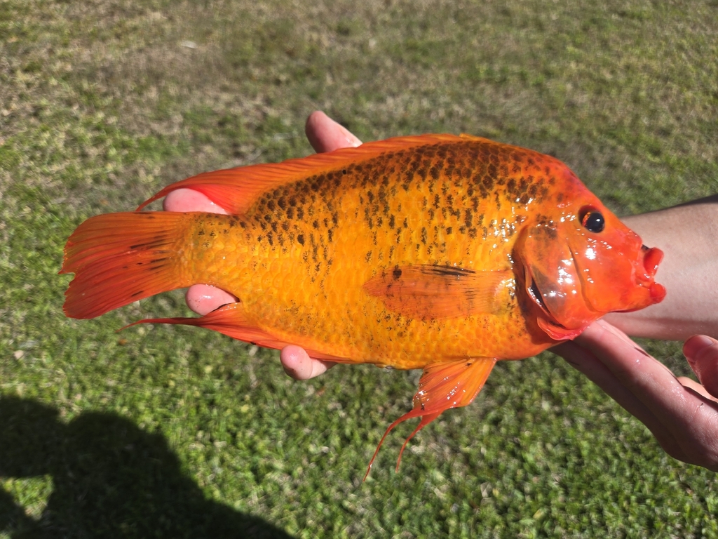 Midas Cichlid