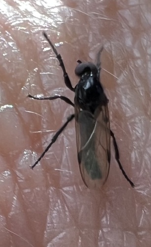 Unknown species found near Hunting Lodge Dr, Inverness, FL, US