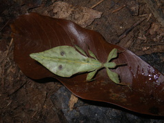 Phylliini