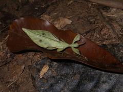 Phylliini
