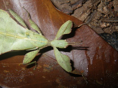 Phylliini
