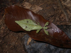 Phylliini