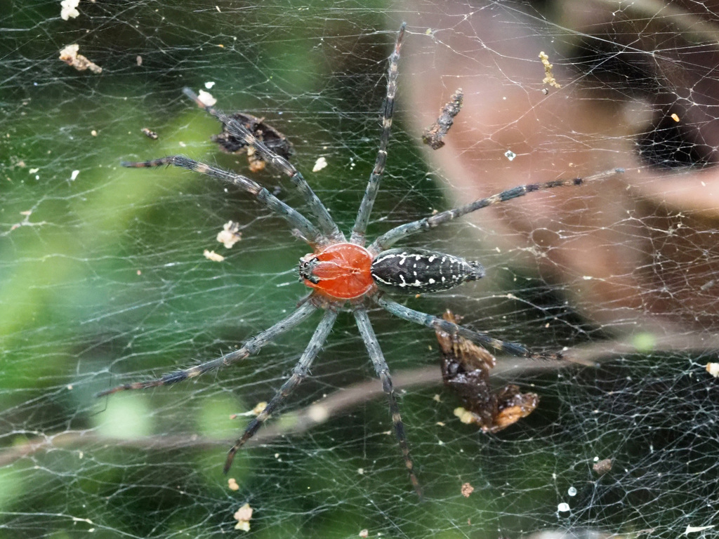 Aglaoctenus castaneus