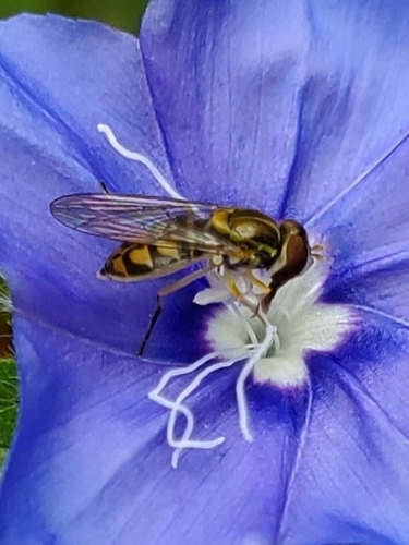 Unknown species found near Conroe, TX 77304, USA
