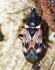 Paramyocara iridescens