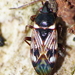 Paramyocara iridescens - Photo (c) vuk, algunos derechos reservados (CC BY-NC)