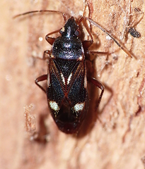 Myocara australis