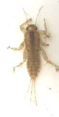 Serratella serratoides
