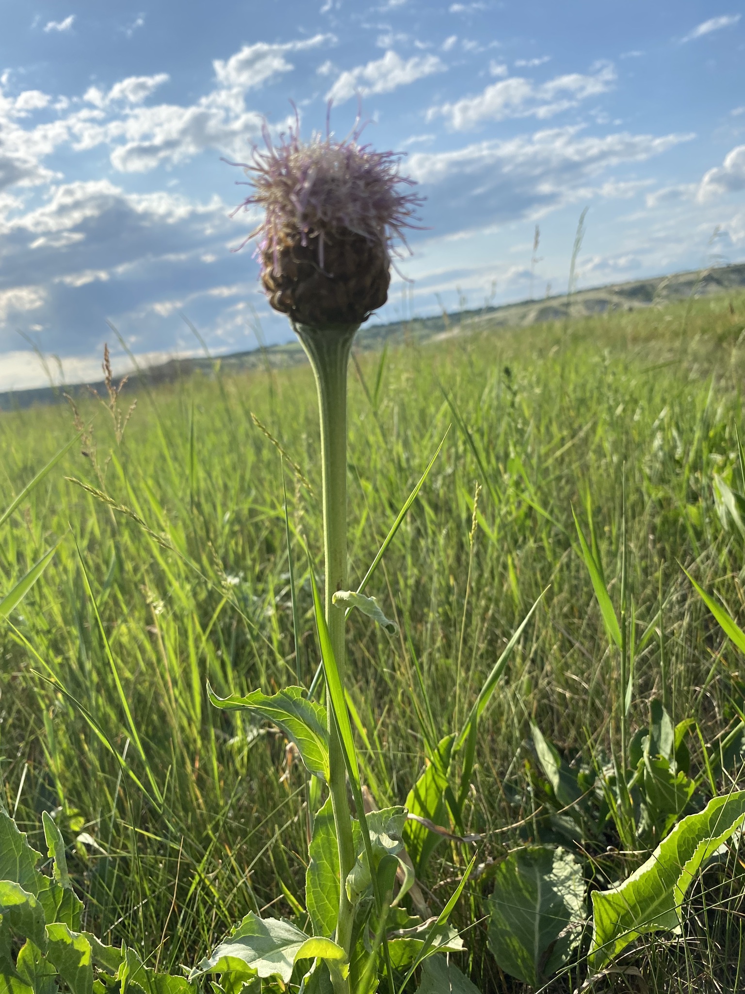 Rhaponticum altaicum