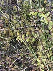 Tetragonia implexicoma