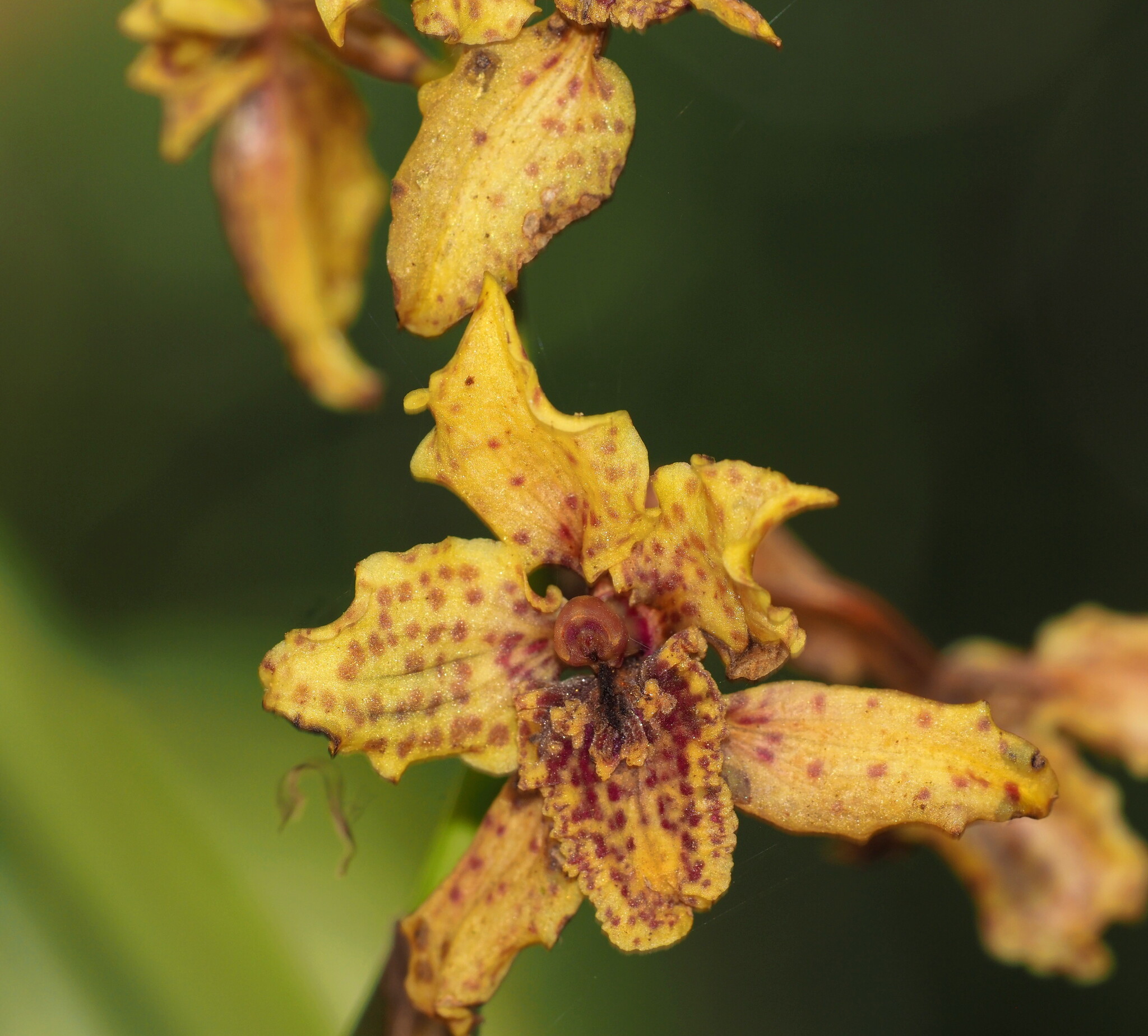 Cyrtochilum triphyllum (Ruiz & Pav.) Pupulin 4