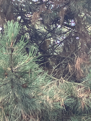 View observation of {o.common_name} on iNaturalist