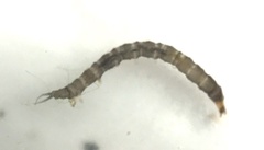 Dicranota
