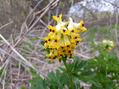 Corydalis nobilis