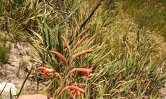 Watsonia angusta