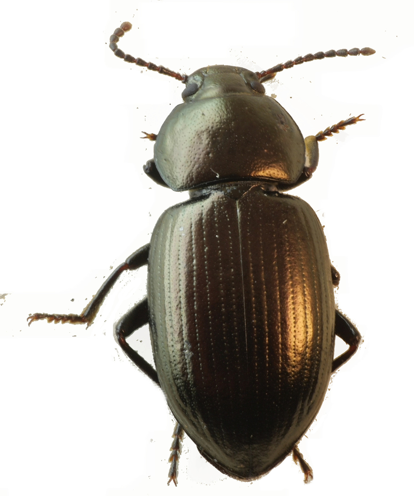 Bronze Fieldbeetle