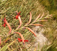 Watsonia angusta
