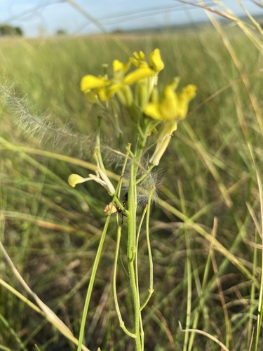 Diffuse wallflower (Erysimum diffusum)