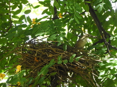 Phacellodomus sibilatrix