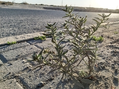 Heliotropium bacciferum