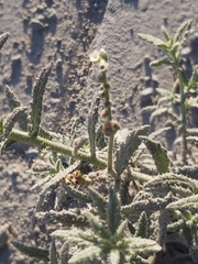 Heliotropium bacciferum