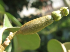 Elaeagnaceae