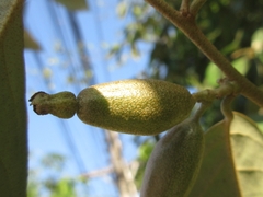 Elaeagnaceae