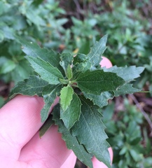 Nidorella ivifolia