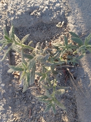 Heliotropium bacciferum