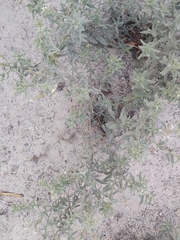 Heliotropium bacciferum