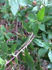 Nidorella ivifolia