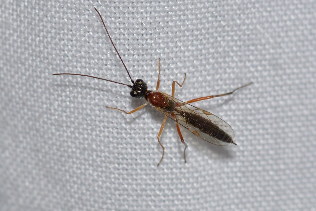 Cladeutes discedens