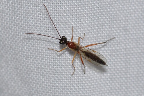 Cladeutes discedens