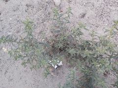 Heliotropium bacciferum