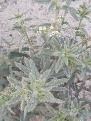 Heliotropium bacciferum