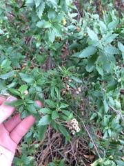 Nidorella ivifolia