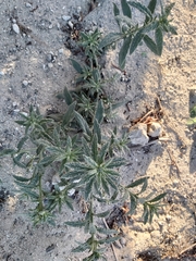 Heliotropium bacciferum