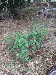 Nidorella ivifolia